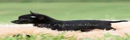 Chihuahua dogs for sale: Black cherry  - Ad 5