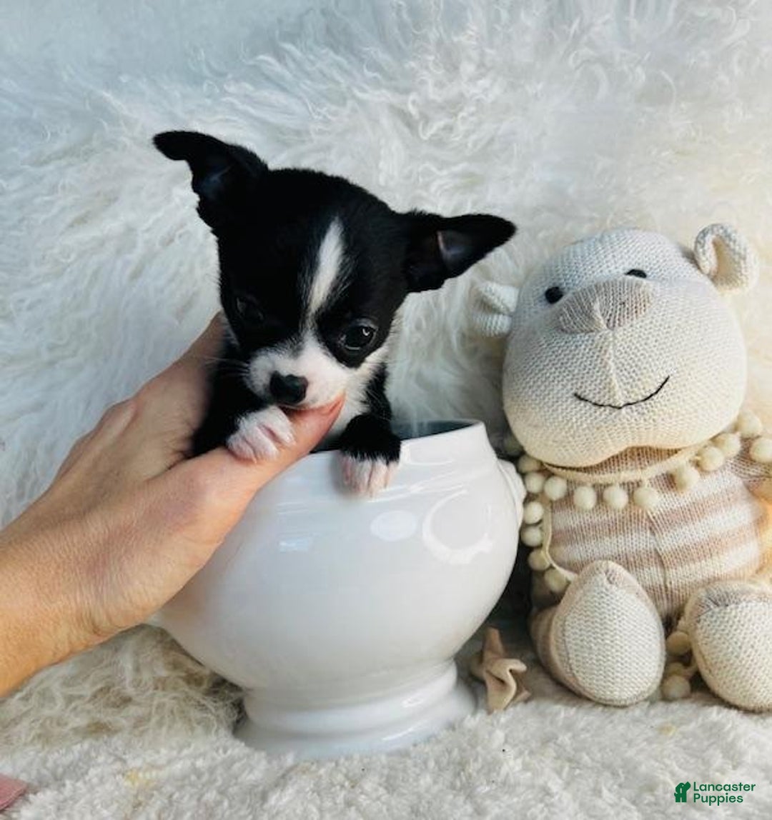 Chihuahua dogs for sale: Cherry - Ad 3