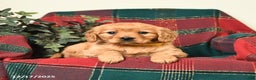 Miniature Golden Retriever dogs for sale: Betty   - Ad 2