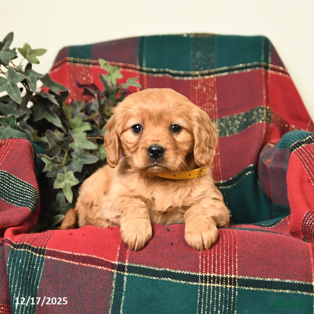 Miniature Golden Retriever dogs for sale: Betty   - Ad 2