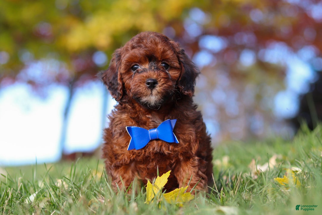 Miniature Poodle dogs for sale: Green Bean - Ad 3