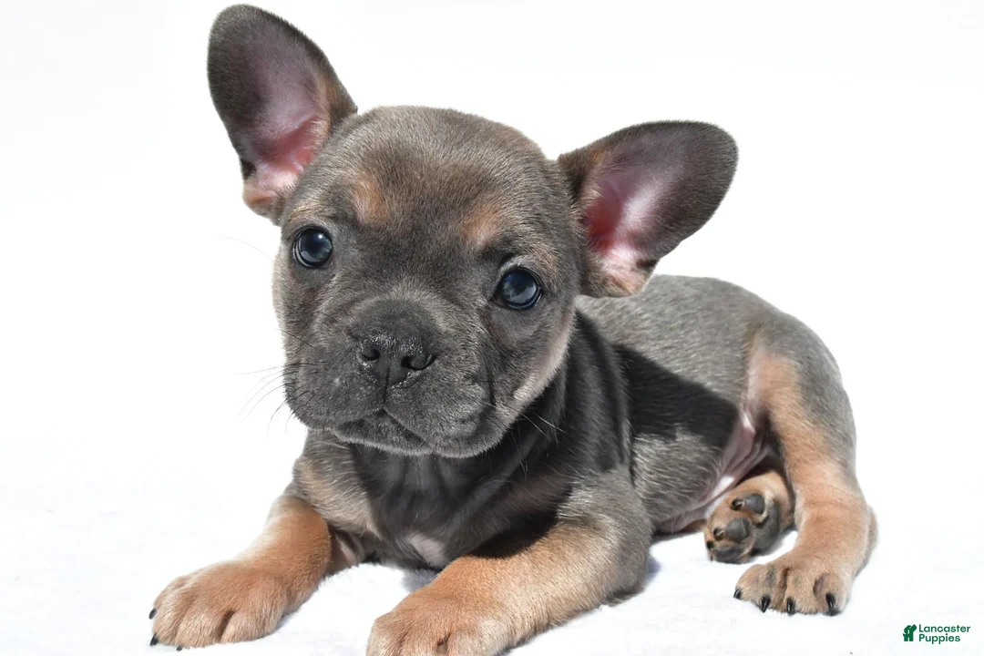 French Bulldog dogs for sale: Chief - Ad 1