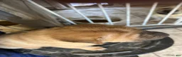 Shar Pei dogs for sale: Shar Pei Puppy 1 - Ad 2