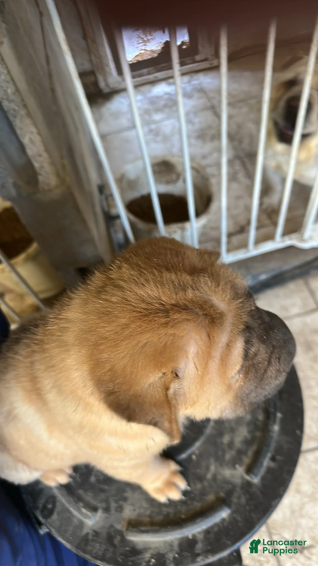 Shar Pei dogs for sale: Shar Pei Puppy 1 - Ad 2