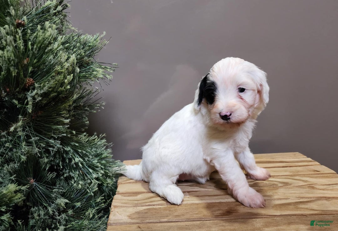 Mini Bernedoodle dogs for sale: Sparkle - Ad 9