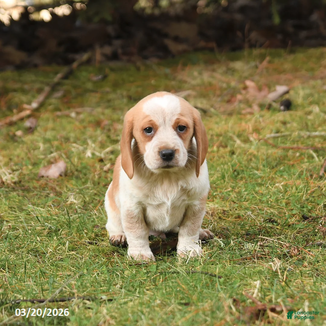 Beagle dogs for sale: Barkley - Ad 2
