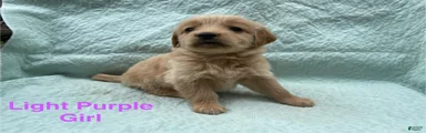 Golden Retriever light purple girl