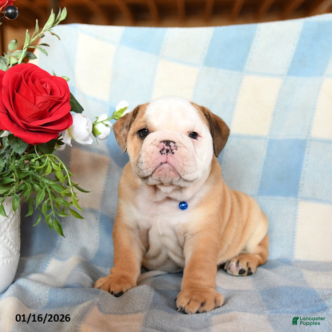 English Bulldog dogs for sale: Master - Ad 2