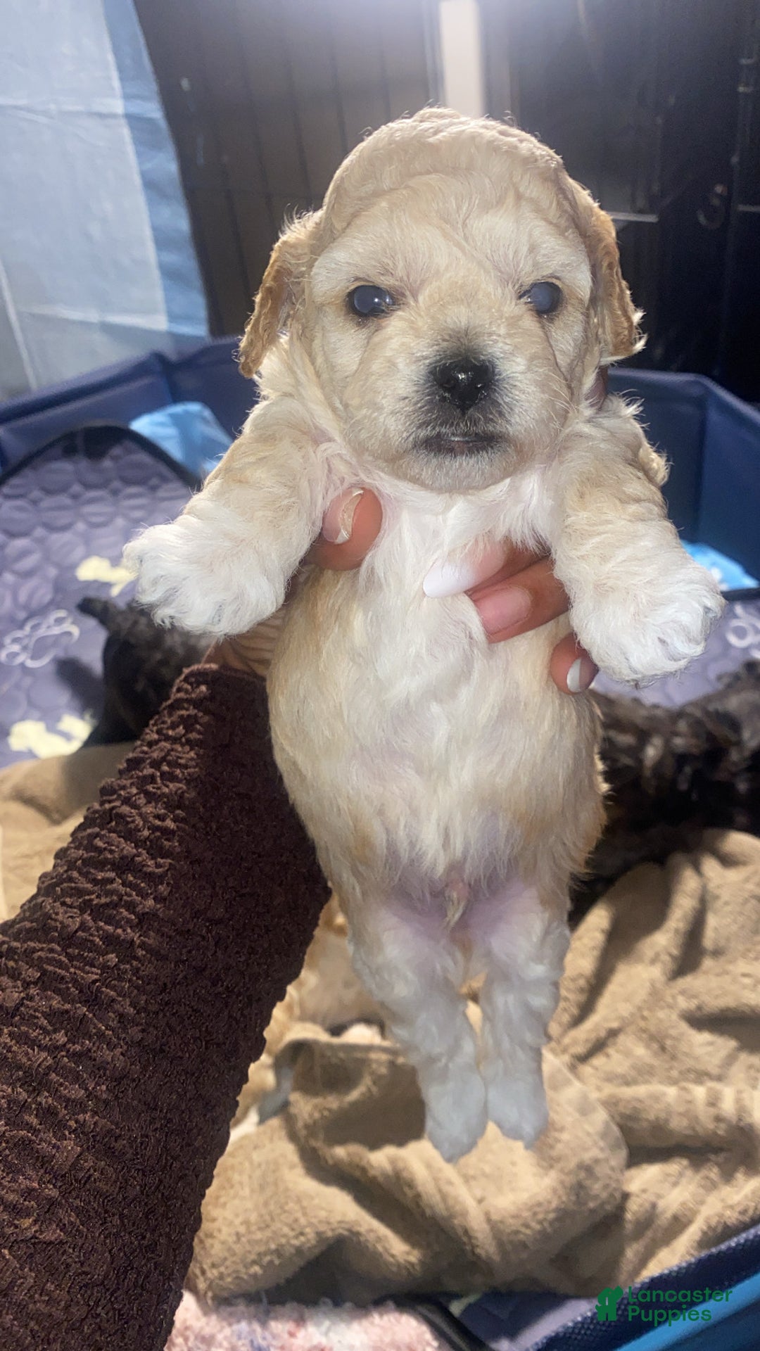 Shihpoo dogs for sale: Shihpoo Puppy 5 Ivory - Ad 4