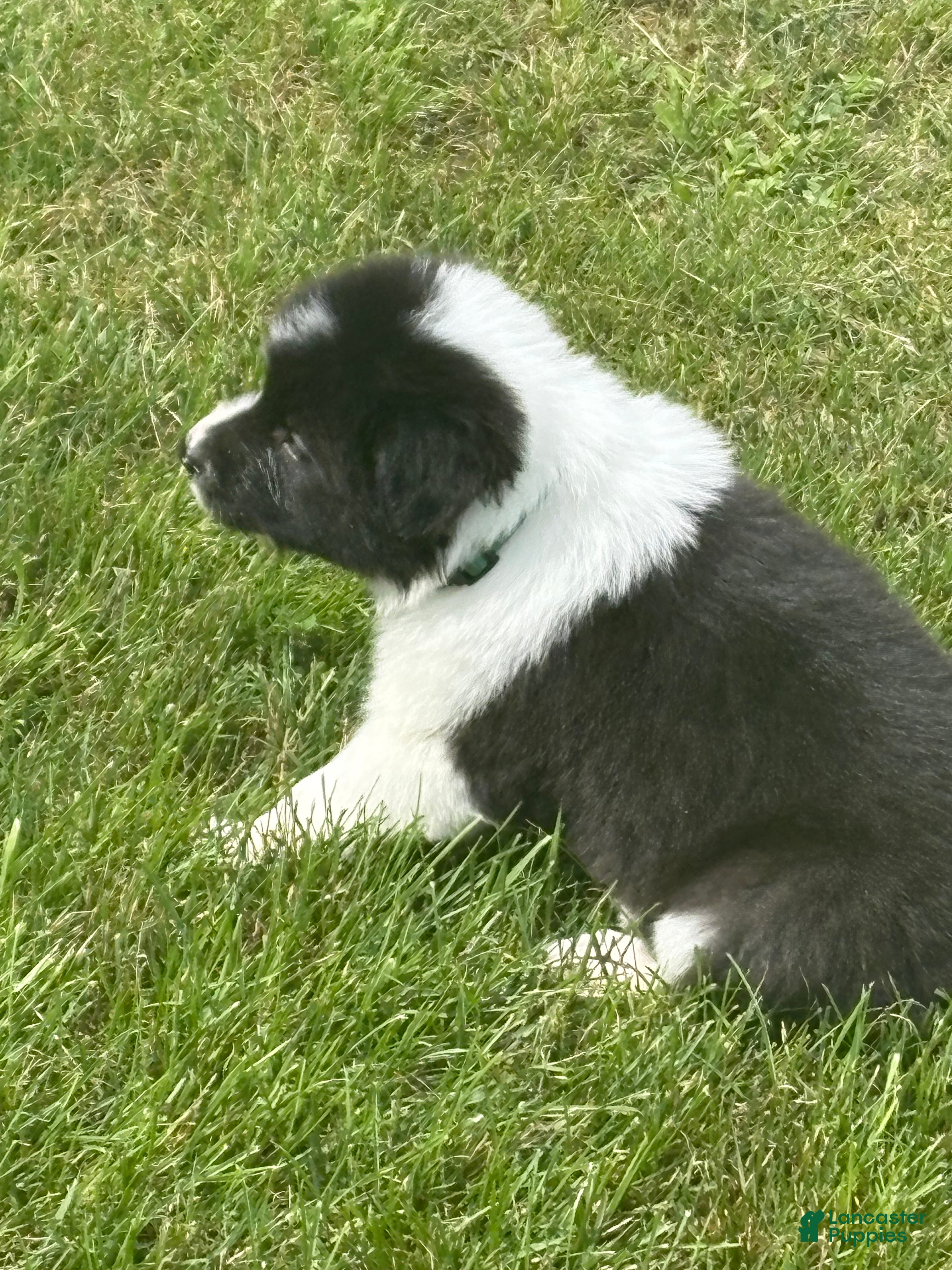Border Collie dogs SMOKE  - Ad 2