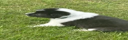 Border Collie dogs for sale: SMOKE  - Ad 2