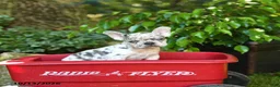 French Bulldog dogs for sale: Chip - Ad 5