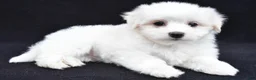 Maltese dogs for sale: Theo - Ad 6