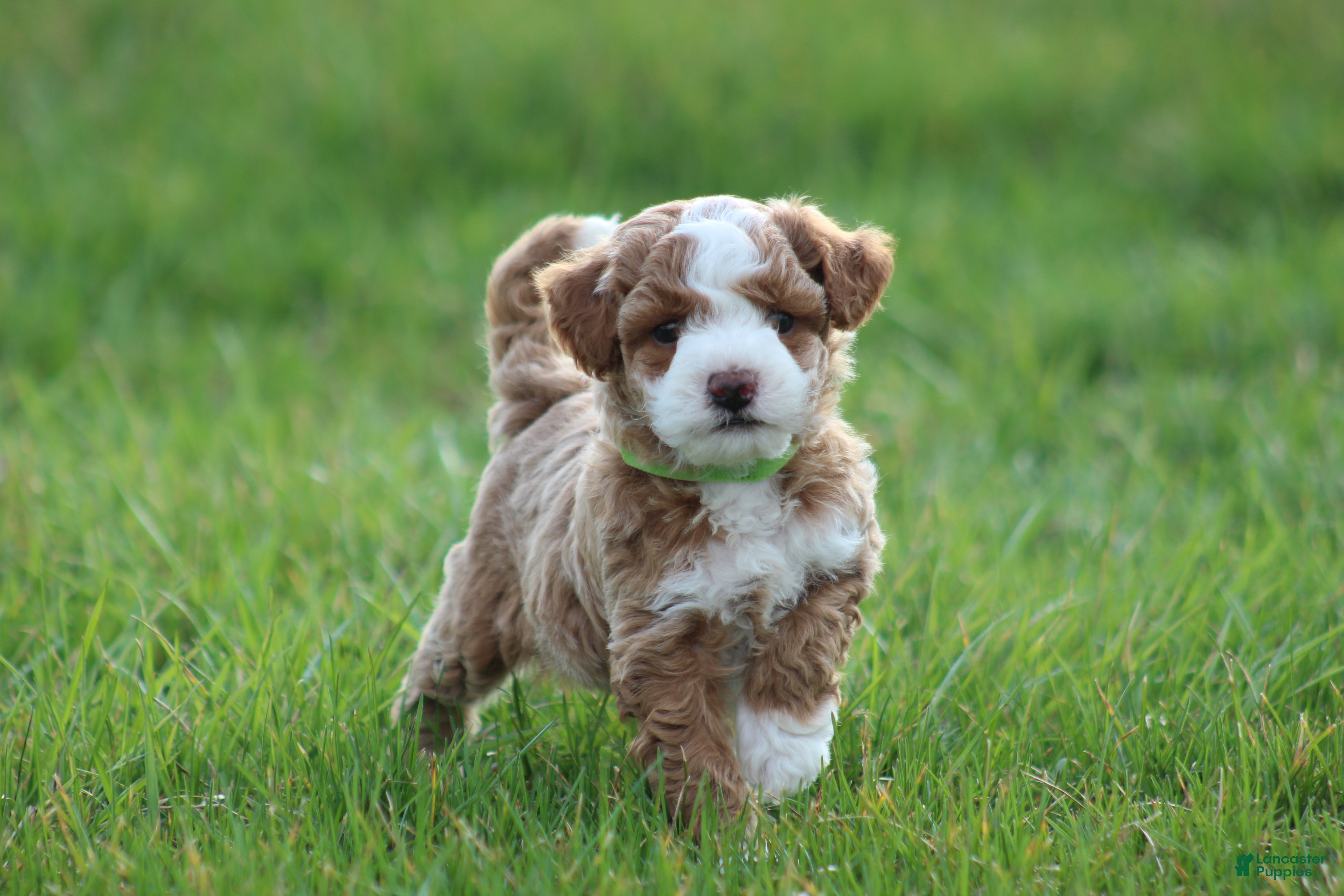 Bichpoo dogs Finn - Ad 1