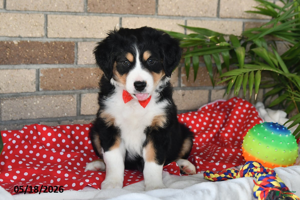 Australian Shepherd dogs Cooper - Ad 2