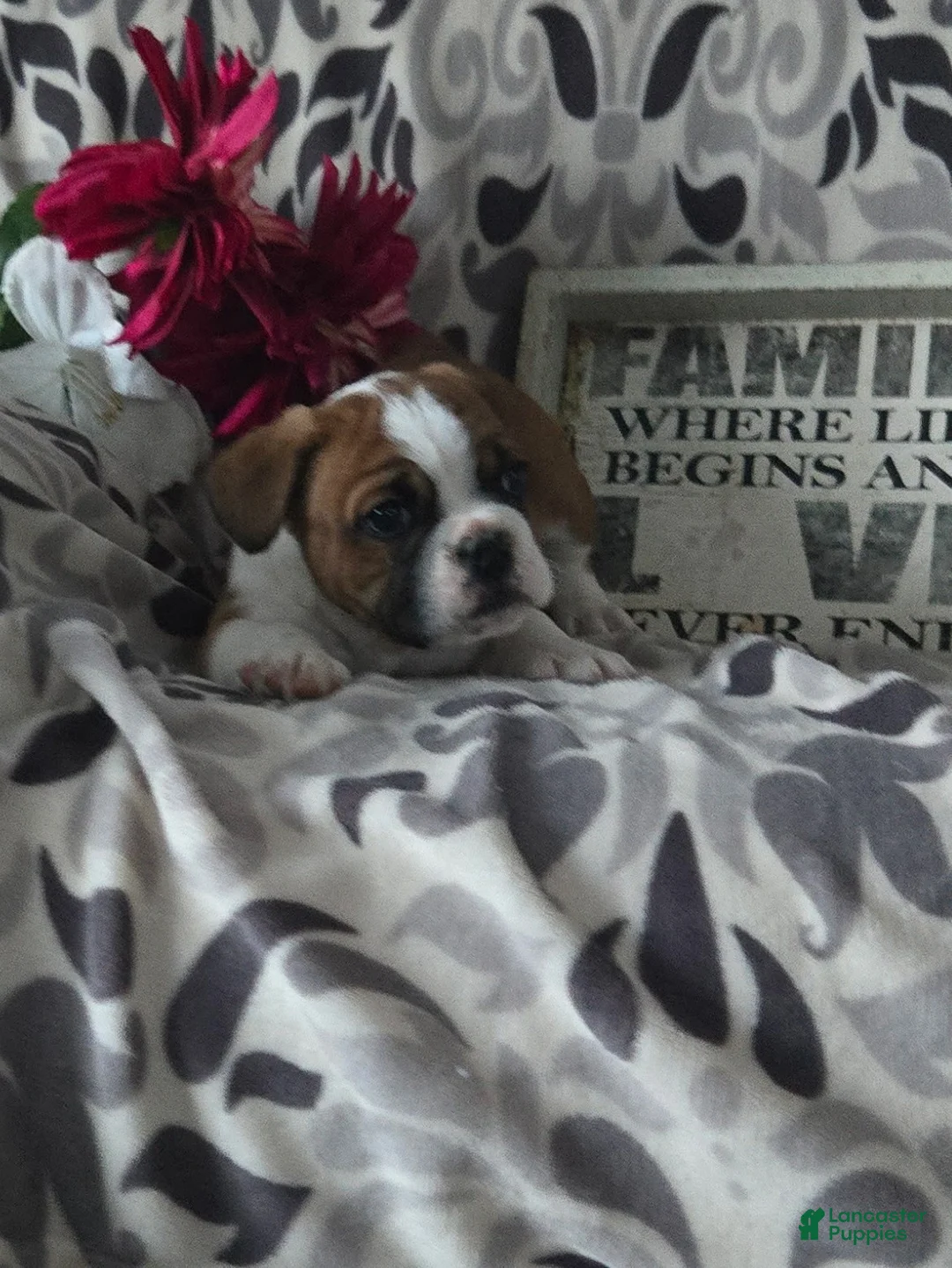 Mixed Breed dogs for sale: Charles - Ad 4