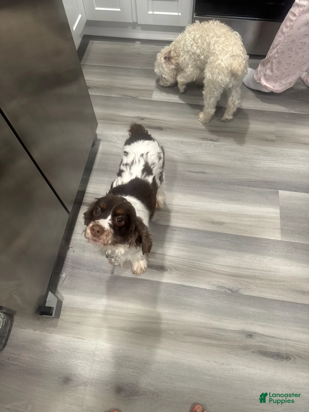 Cockapoo dogs for sale: Legacy - Ad 4