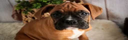 Boxer dogs for sale: Hazel - Ad 7