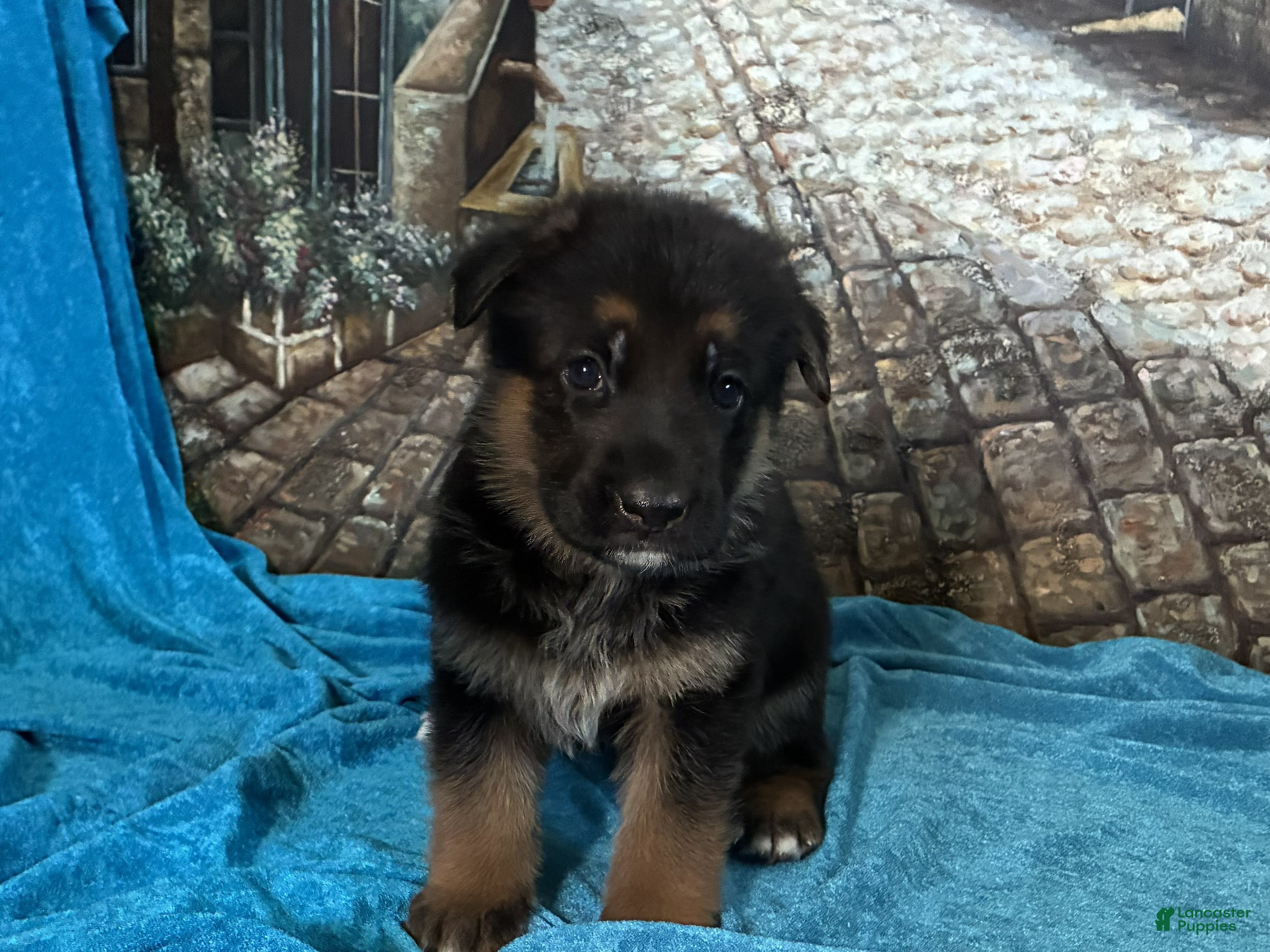 German Shepherd dogs Betty - Ad 2