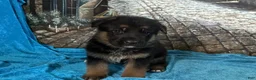 German Shepherd dogs for sale: Betty - Ad 5