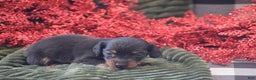 Miniature Dachshund dogs for sale: Abigail - Ad 5