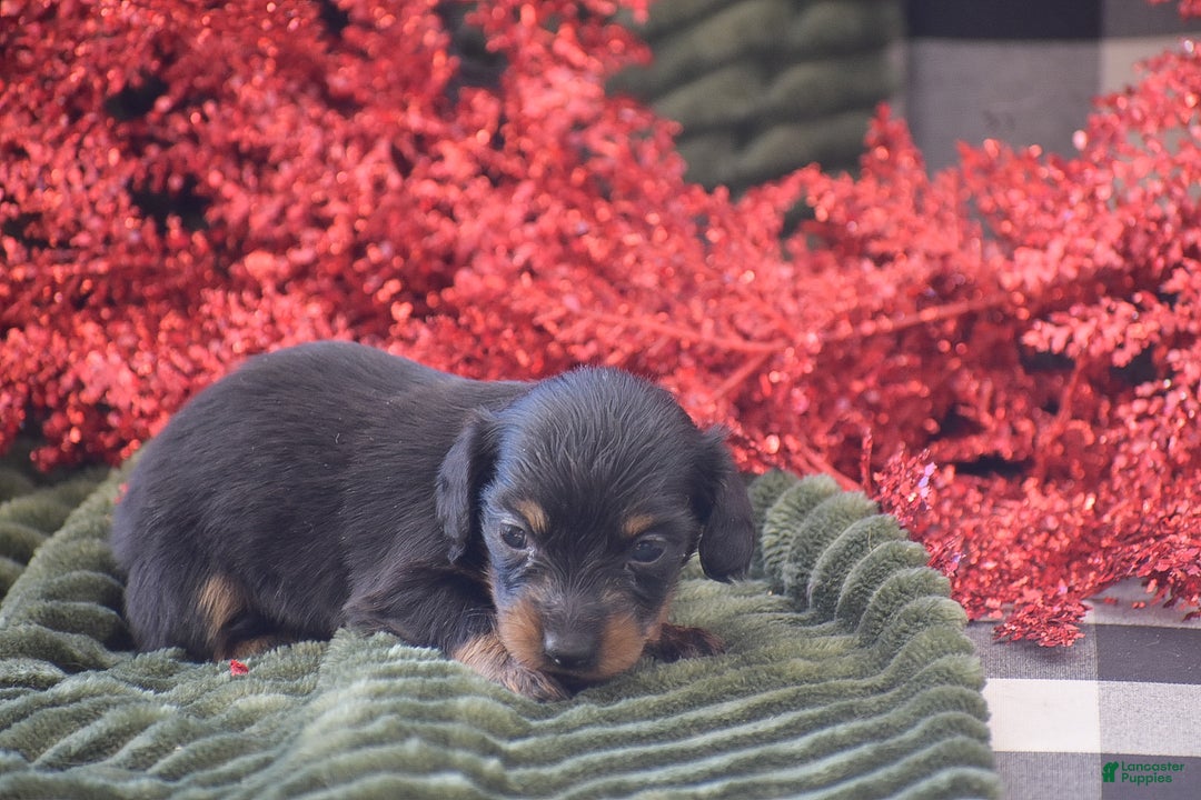 Miniature Dachshund dogs for sale: Abigail - Ad 5