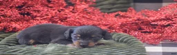 Miniature Dachshund dogs for sale: Abigail - Ad 7