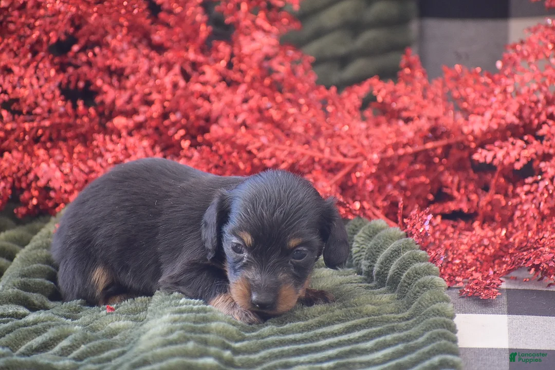 Miniature Dachshund dogs for sale: Abigail - Ad 7