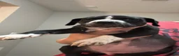 Mixed Breed dogs for sale: Mixed Breed 8 - Ad 8