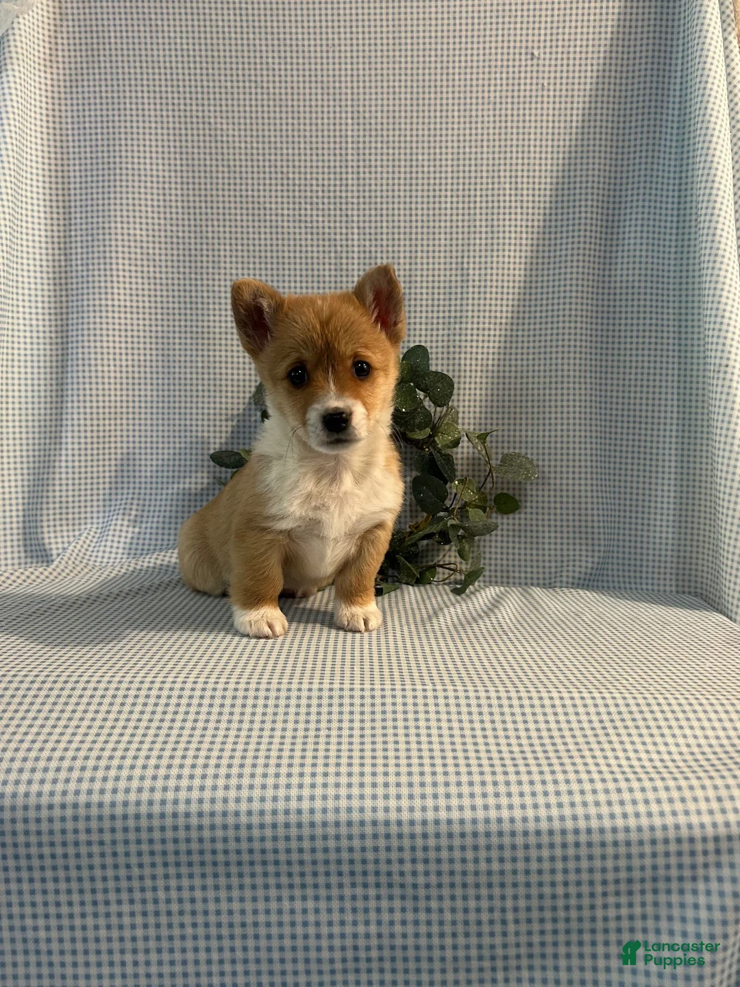 Welsh Corgi Pembroke dogs for sale: Violet - Ad 5