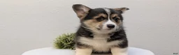 Welsh Corgi Pembroke dogs for sale: Nash - Ad 4