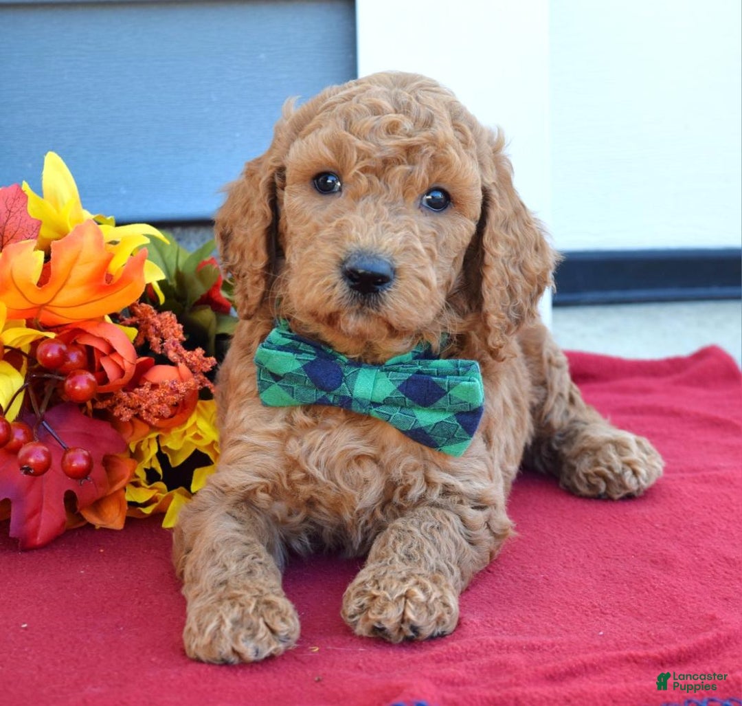 Standard Poodle dogs for sale: Maverick  - Ad 6