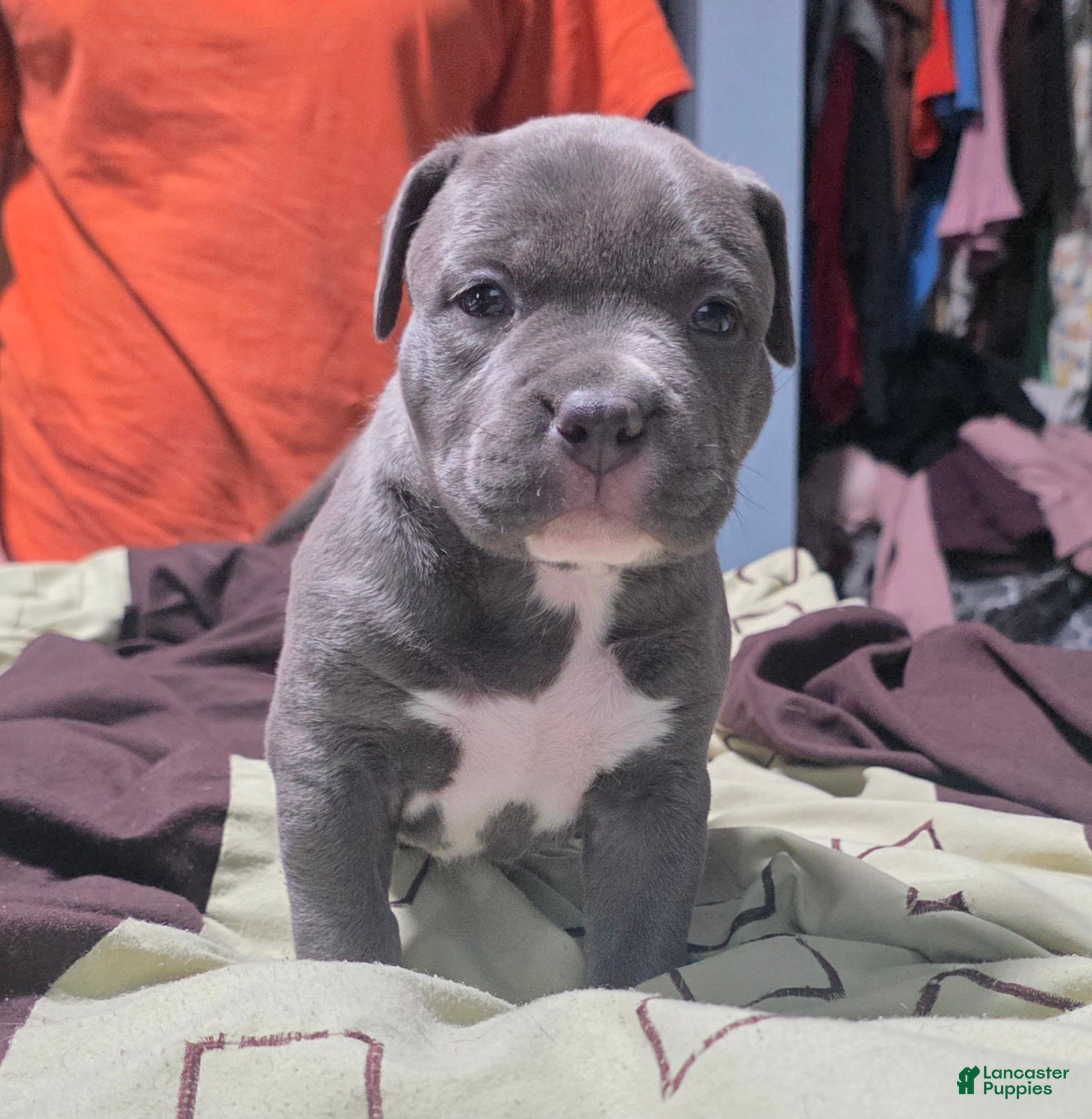 American Bully dogs Trixie - Ad 32