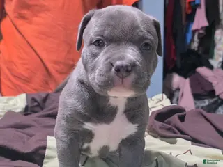 American Bully dogs Trixie - Ad 32