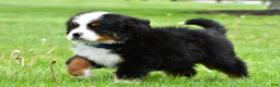 Bernese Mountain Dog dogs for sale: Robby - Ad 8
