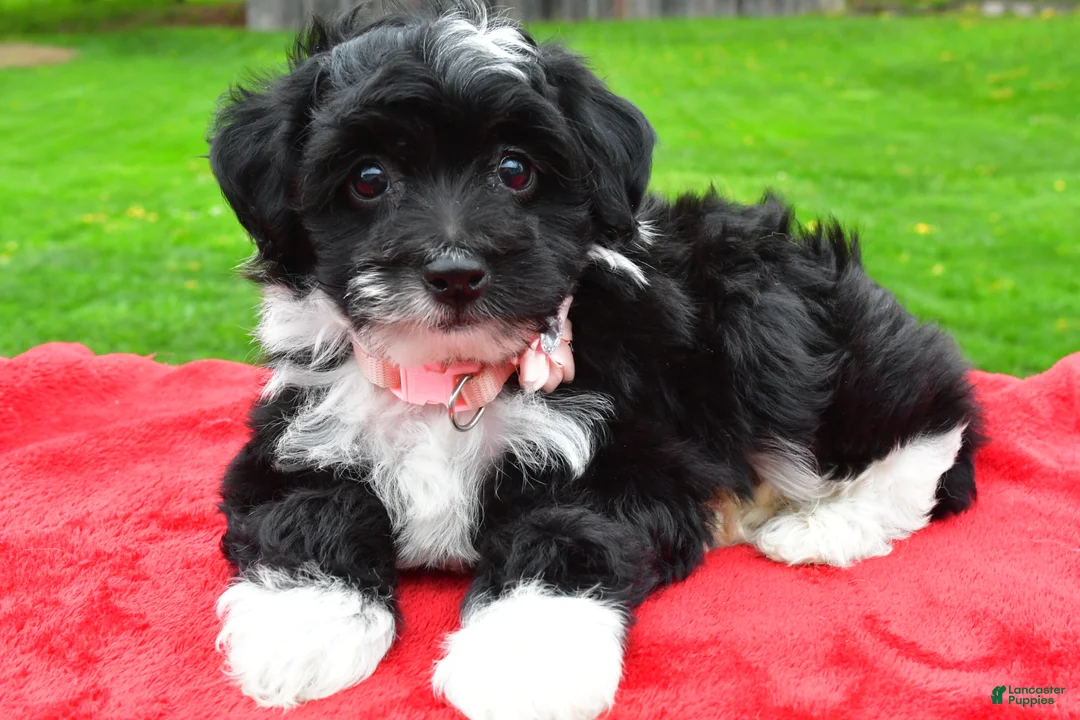Mini Aussiedoodle dogs for sale: Maple - Ad 1