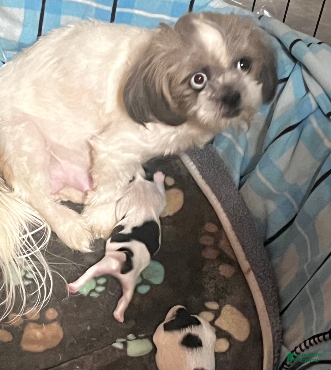 Shih Tzu dogs for sale: Judy - Ad 16