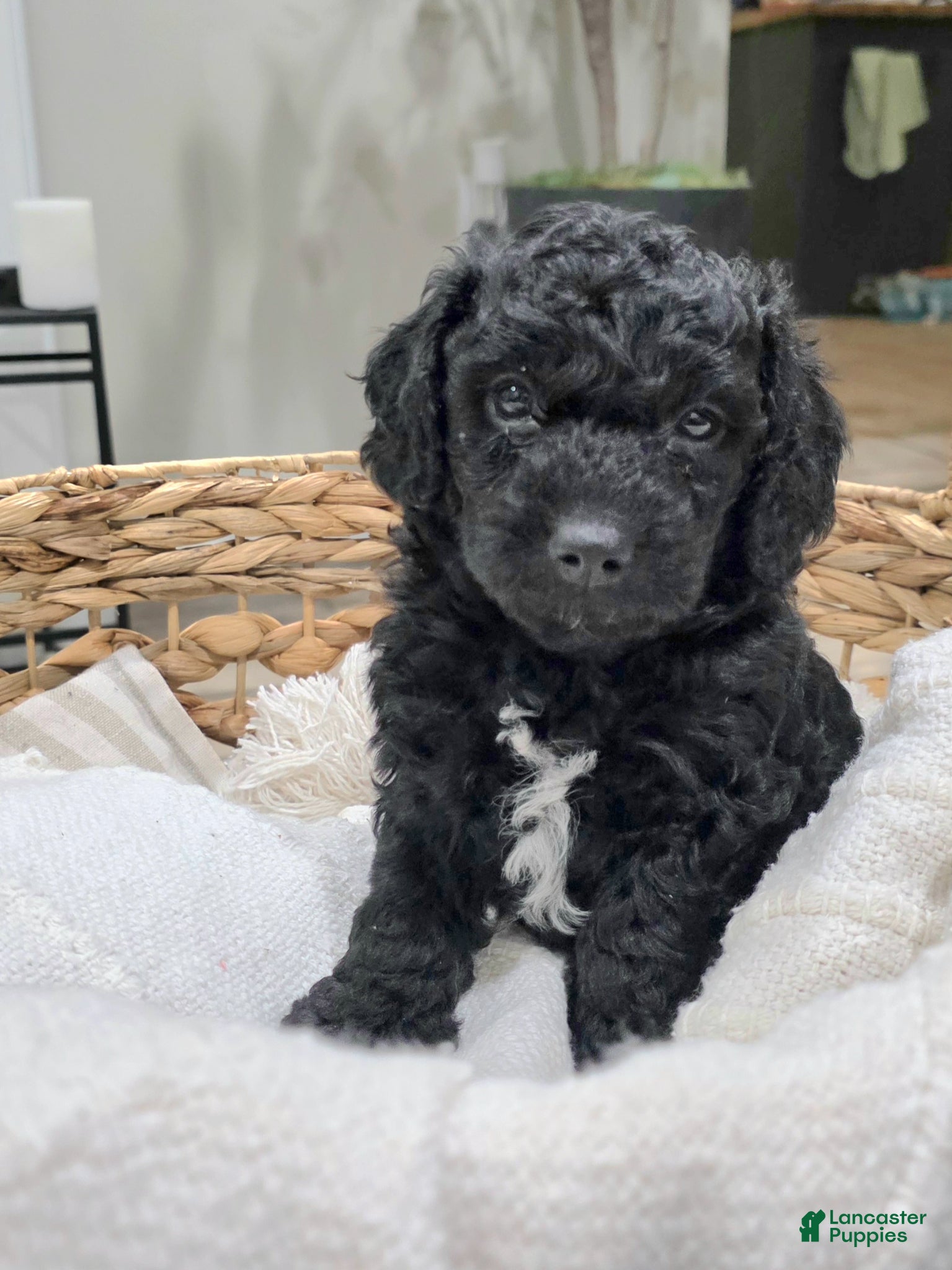 Mini Goldendoodle dogs for sale: Hopper - Ad 2