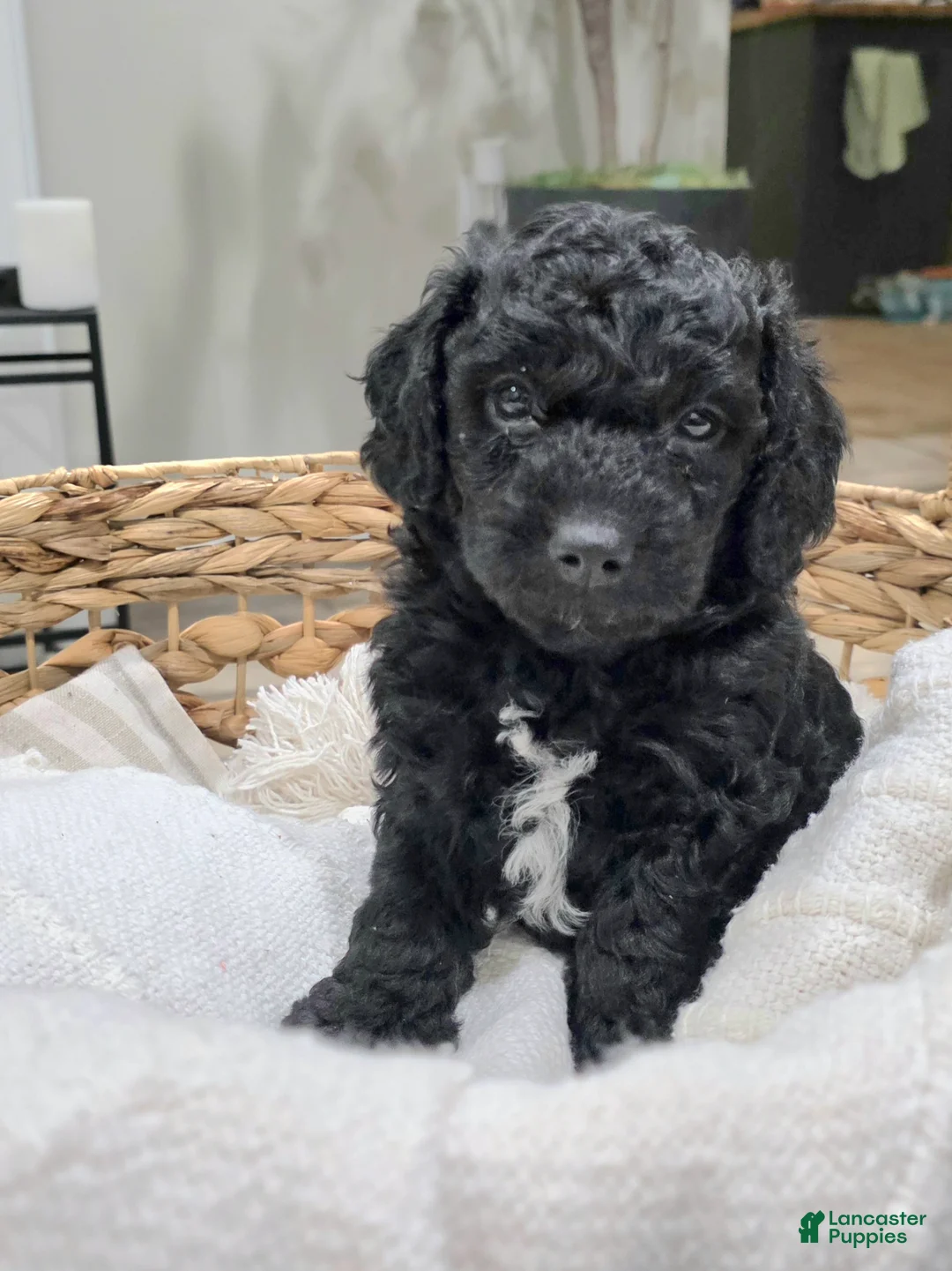 Mini Goldendoodle dogs for sale: Hopper - Ad 1