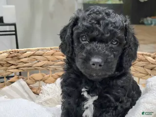 Mini Goldendoodle dogs for sale: Hopper - Ad 2
