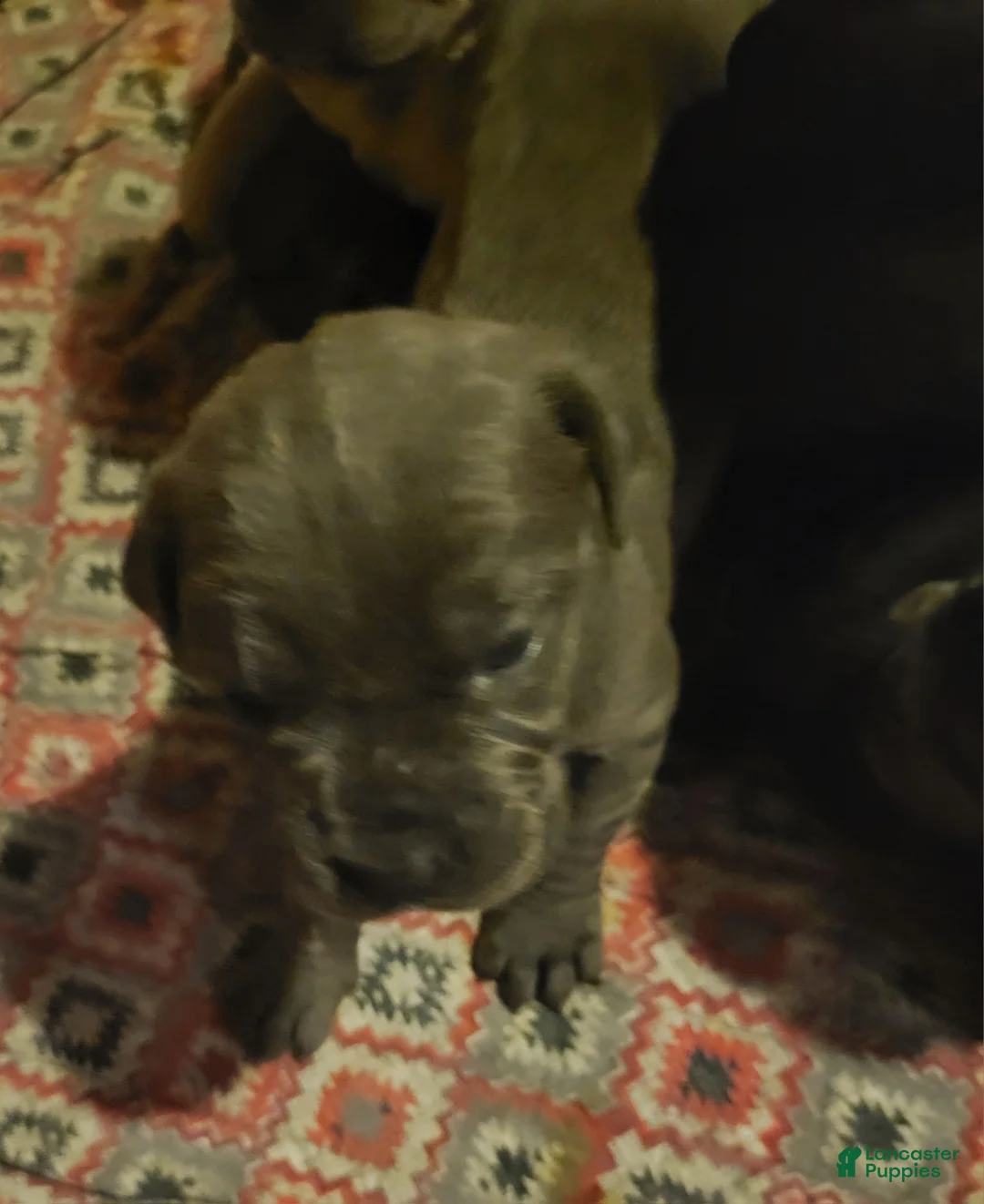 Cane Corso dogs for sale: Cane Corso 4 - Ad 2