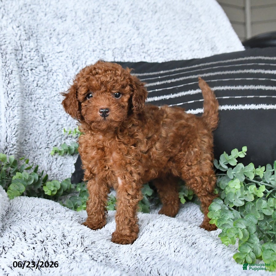 Toy Poodle dogs Jordan - Ad 1