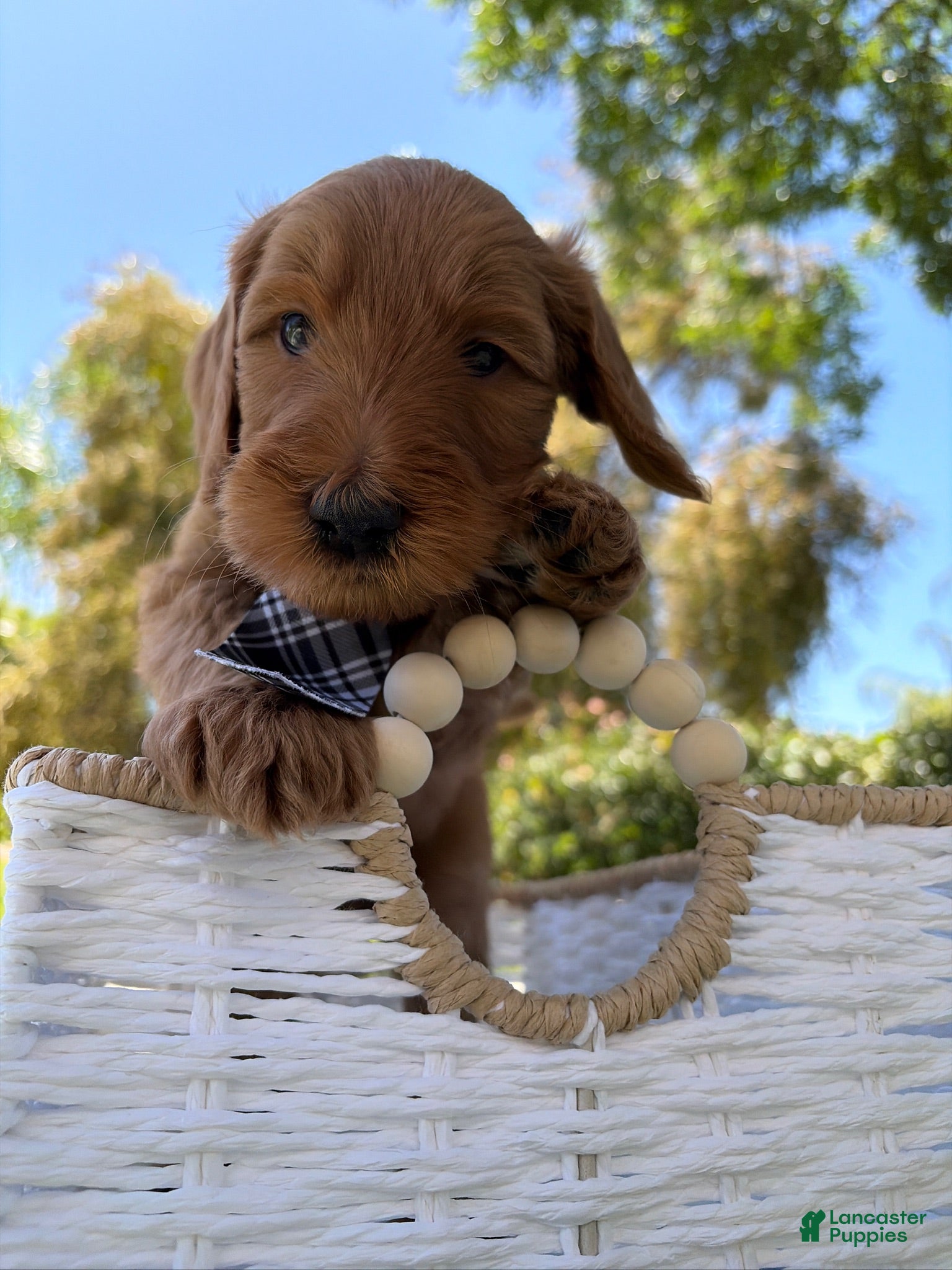 Goldendoodle dogs Dewey - Ad 21