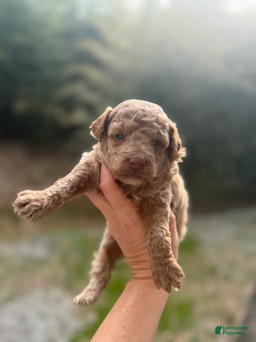 Toy Poodle dogs for sale: Jason  - Ad 1