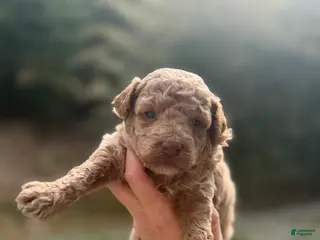 Toy Poodle dogs Jason - Ad 34