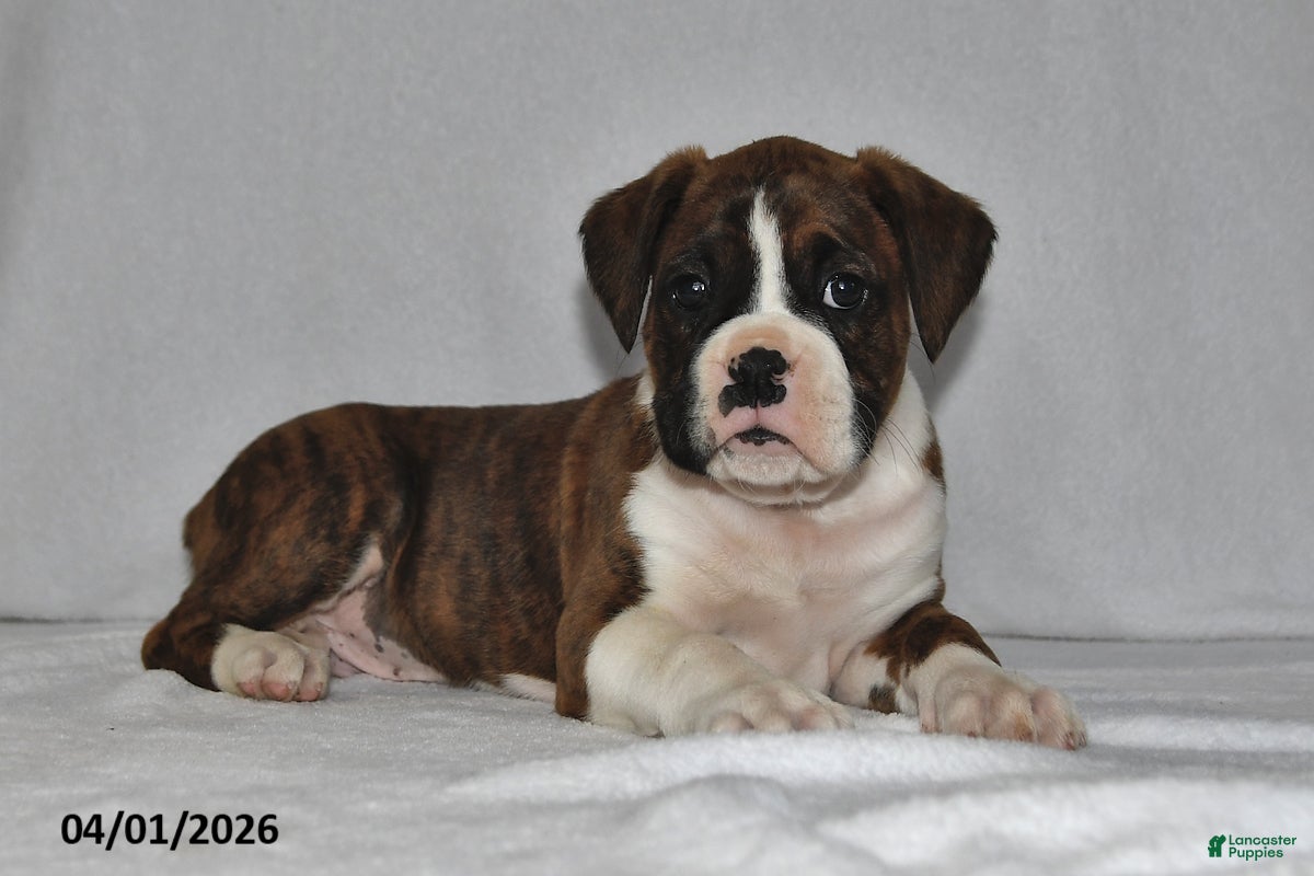 Boxer dogs Morgan - Ad 1