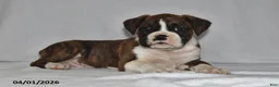 Boxer dogs for sale: Morgan - Ad 1