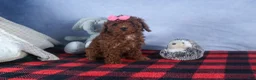 Cavapoo dogs for sale: FANNIE - Ad 5