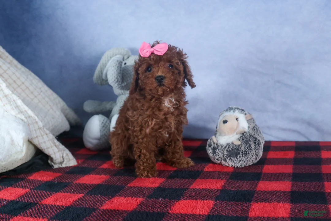 Cavapoo dogs for sale: FANNIE - Ad 5