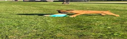 Boxer dogs for sale: Saigd - Ad 1
